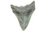Serrated, Fossil Megalodon Tooth - South Carolina #288189-1